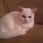 Marjan Hartog (@marjanhartog) Twitter profile photo