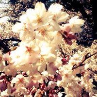 樹里 (@kiri_0110) Twitter profile photo