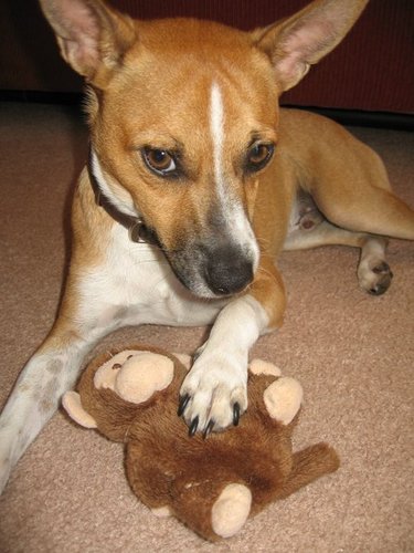 CInterpolation's profile picture. 