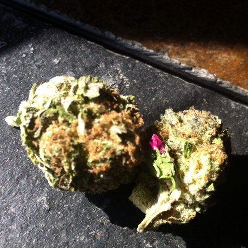 1st2doit's profile picture. first nigga to do it, i smoke i drank when i was president bitches sucked on my wank. follow me ill lead, wouldnt be the first time i lead niggas to kill.