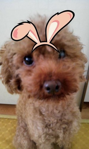 seapet65's profile picture. 최종병기는 우리딸 ^^;; 차선병기는 충직하고 성실한 우리집 멍이!! 사실 이놈 공부시켰으면 너무 성실해서 서울대는 기본으로 들어갔을텐데..**맛팔기본* 다만 좌우보단 상하 앞뒤 모두를 사랑합니다^^