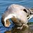 Junpei_Seki's profile image
