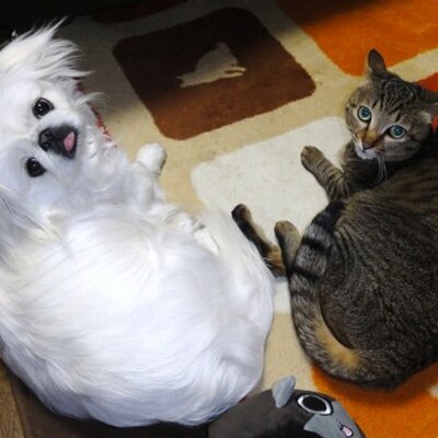 haiji_gato's profile image