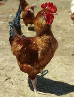 Cristin26182518's profile picture. Me encanta Molestar......Hacer nuevos amigos pero sobre todo twitt.......... Soy increiblemente buena onda_____Sigueme y conoceme