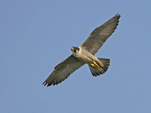 Tweeting news from the Aylesbury peregrine falcons