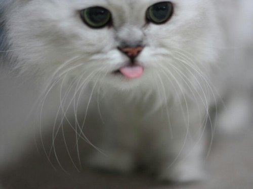 猫とBE:FIRSTが動力源