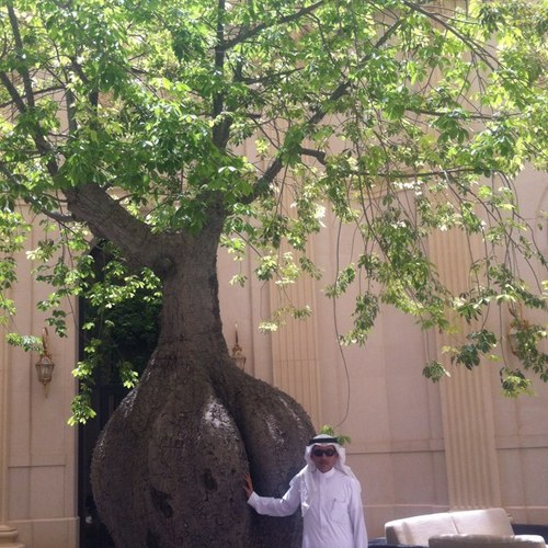 kalyousefai2609's profile picture. 