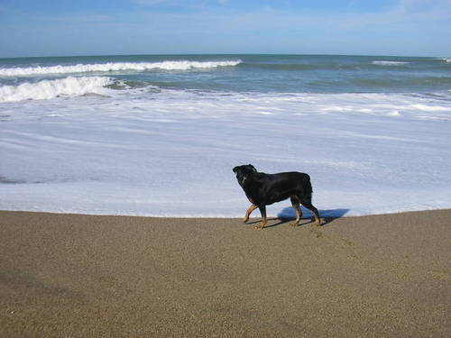 Pappun's profile picture. 