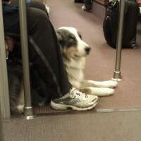 MetroTales's profile picture. WMATA rider, redline enthusiast, advocate for other-than-organic brakes.