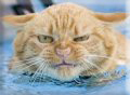 purringcat