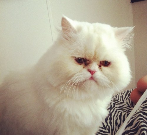 pauligomezvelez's profile picture. 