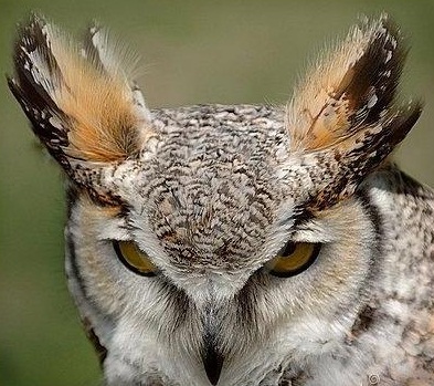 irritableowl's profile picture. 