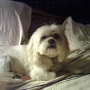 Denise Beaver - @DeniseBeaver1 - Twitter