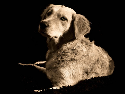 verny_vainilla's profile picture. 