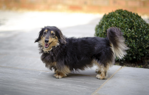 I'm Archie. I'll probably do most of the typing. We are miniature long-haired dachshunds which means we could fuck you up. Oh and there's Jodie too...idiot.