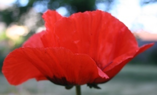 ed. A.Pedone Profile