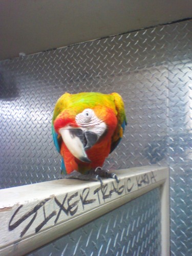 TabutheParrot's profile picture. 