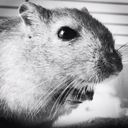 Geraldine Butler - @GeraldineGerbil - Twitter