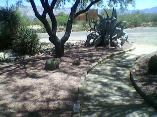 Reliable landscaping service in Tucson,AZ 806-363-3078 0r email at wayneslandscapeing@gmail.com