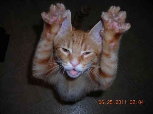 GlendaJones247's profile picture. Crazy cat lady