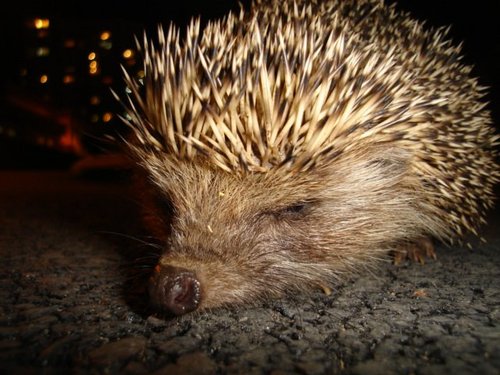 darklark35's profile picture. 