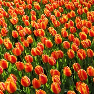 juniehill's profile picture. 