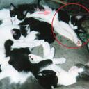 Ellen Nelson - @nboobies86 - Twitter