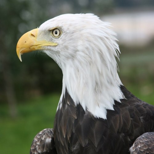 David_in_Yeovil's profile picture. Yeovil Golfer, Gardener, Grandfather.