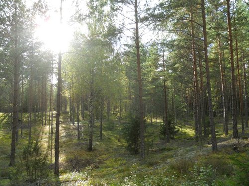 Haustunasol's profile picture. Erleben Sie einen erholsamen Urlaub im Haus Tuna Sol in Schweden. Am Ortsrand direkt am Wald gelegen, bieten sich Ihnen diverse Ausflugsmöglichkeiten.