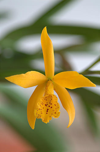 Orchidophile depuis 2005
