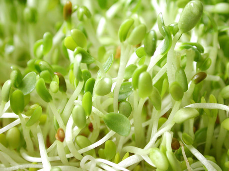 All You Need To Know About Sprouts.  Sprouting, Sprout Trays, Jars, Techniques, Tips, Nutrition. Info on Alfalfa, Buckwheat, Garbanzo, Lentil Sprouts and more!