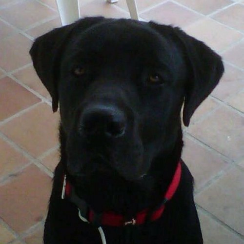 AntonioSanfeliu's profile picture. Periodista