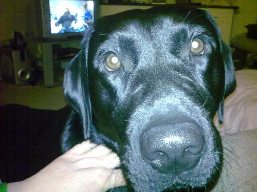 I am a 5 year old slobbery boy, love sleeping and cuddles