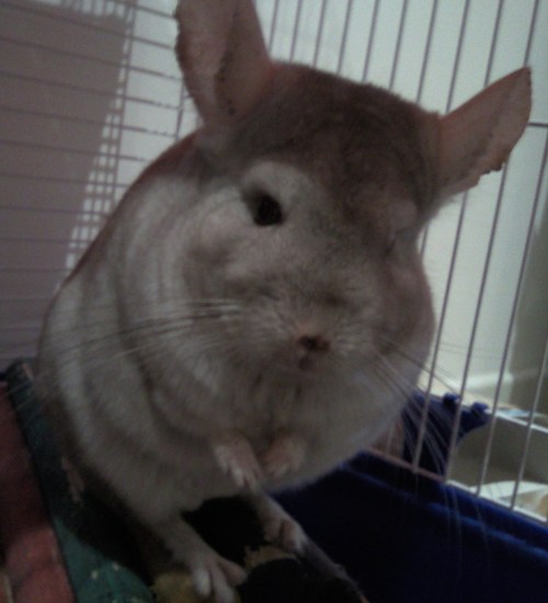 IamAChinchilla's profile picture. 