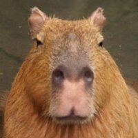 カピバラ写真家〇渡辺克仁 (@capybarahp) Twitter profile photo