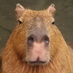 カピバラ写真家〇渡辺克仁 (@capybarahp) Twitter profile photo カピバラ写真家〇渡辺克仁 (@capybarahp) Twitter profile photo