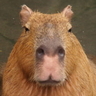 capybarahp's profile picture. カピバラ写真家です。国内5冊・台湾１冊カピバラ写真集出版しています(東京書籍・ゴマブックス)。日本全国のカピバラがいる動物園水族館1800回訪問、ブラジルにて野生のカピバラ撮影6回、カピバラ中心の生活20年目に突入。カピバラグッズコレクター、カピバラ解説看板・オブジェ写真収集家。