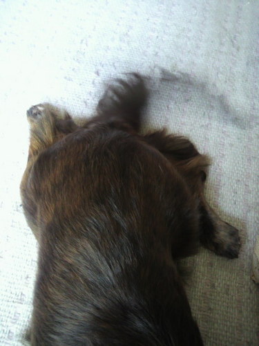 sumireuv_vu's profile picture. 