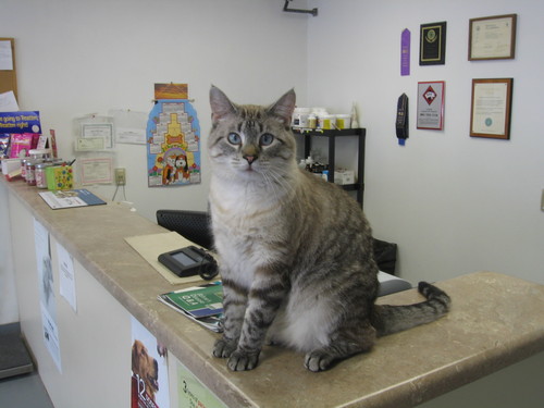 Self appointed boss of the Louisa Veterinary Clinic PC in Columbus Junction.