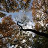 DeciduousTrees's profile picture. Deciduous Trees decide to change.  They are usually seen growing among other deciduous trees.