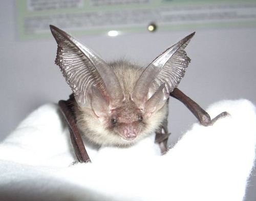 TaysideBatGroup's profile picture. A group of volunteers in Tayside that carry out surveys, host public events, bat walks, organise training and provide bat care. Tweets by Jean.