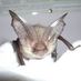 Tayside Bat Group (@taysidebatgroup) Twitter profile photo