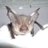 TaysideBatGroup's profile image