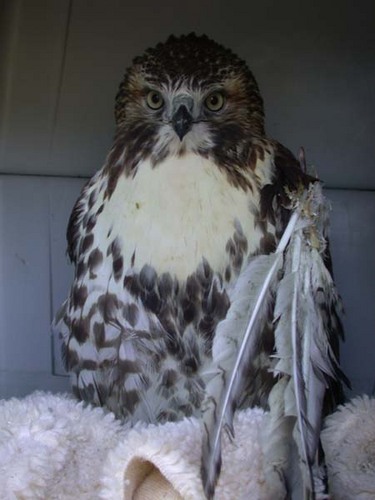 Sunexotics's profile picture. Wildlife Rehabilitation