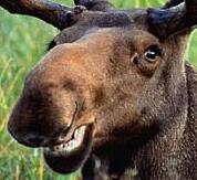 AlaskanComedy's profile picture. We have a great life here in Alaska, and we're never going back to America again!