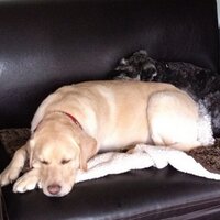 Shivena Jacques (@shivenaj) 's Twitter Profile