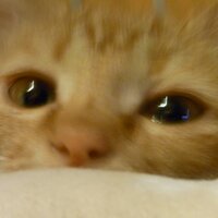 乃南アサ (@asanonami) 's Twitter Profile Photo