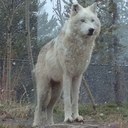 Grace Guthrie - @GuthrieGrace - Twitter