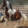 tobyslegacy's profile picture. A 501C accepting donations to provide temporary physical, emotional & mental safety and rehab 4 abandoned, abused & neglected horses