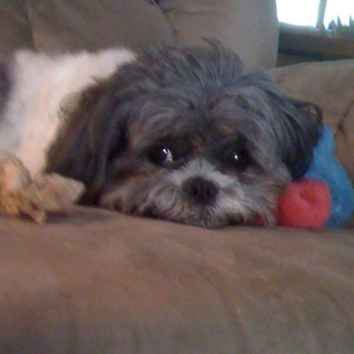 TheNewMrsMeyer's profile picture. Wife, mom, Breastfeeder, cloth diaperer, Swim Coach, disability advocate, small government supporter, Christ follower, self sufficient & multi tasking queen